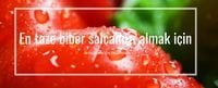 Hatay Salçaları
