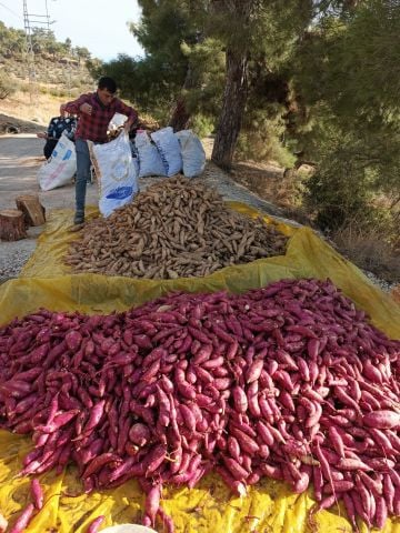 Mor Tatlı Patates