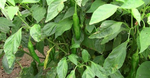 Samandağ Biberi 3 kg