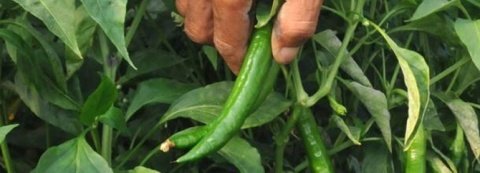 Samandağ Biberi 3 kg