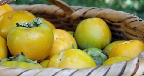 Cennet Hurması (Hatay Hurması) Kg