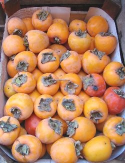 Cennet Hurması (Hatay Hurması) Kg