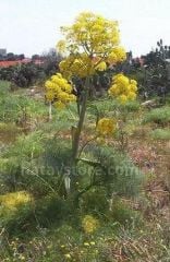 Çakşır Otu Kökü