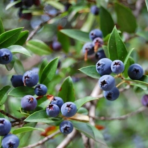 Hambeles (Murt) Sirkesi 500 ml